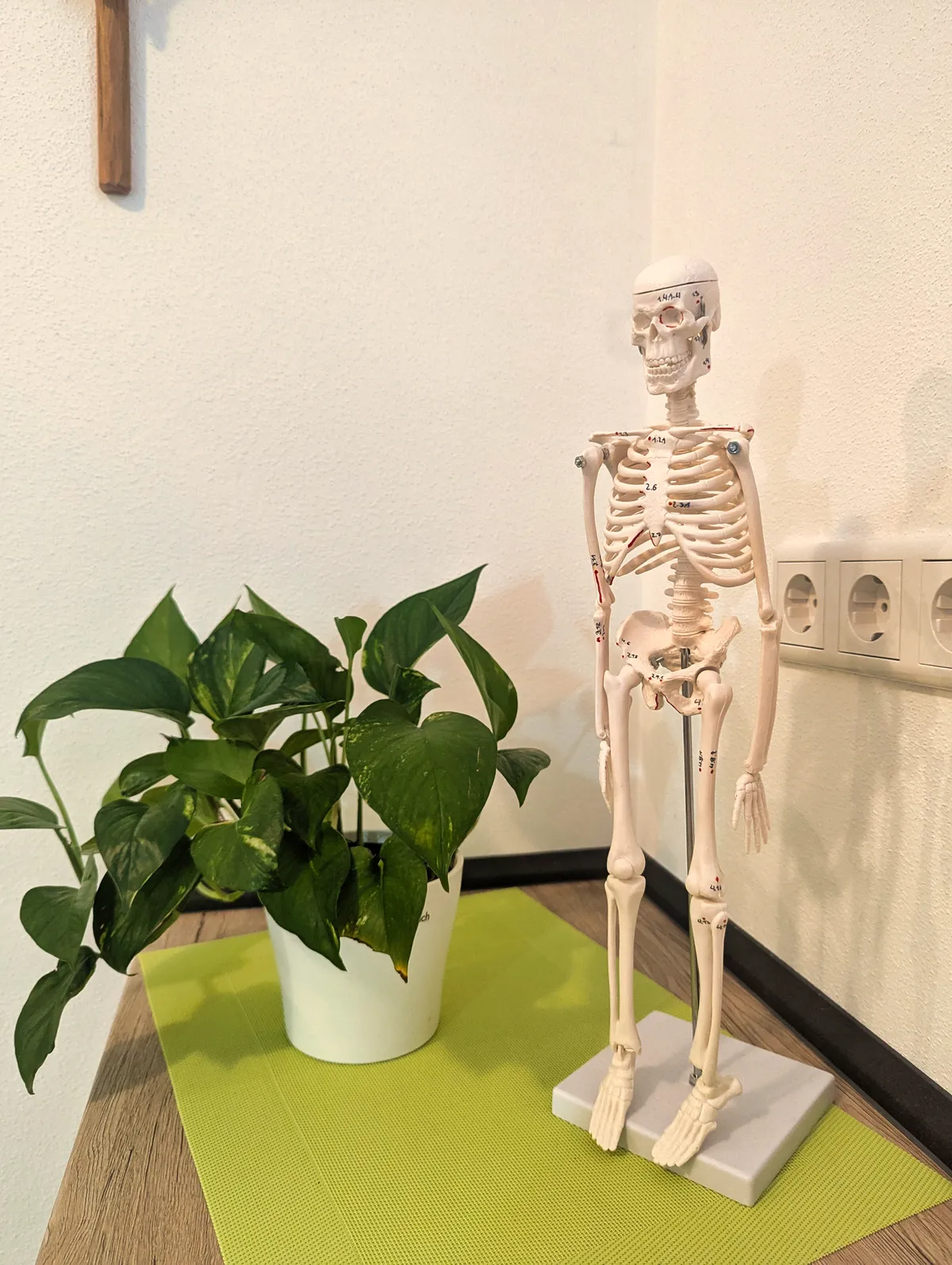 Skelettmodell neben einer Zimmerpflanze – der stille Assistent der Praxis